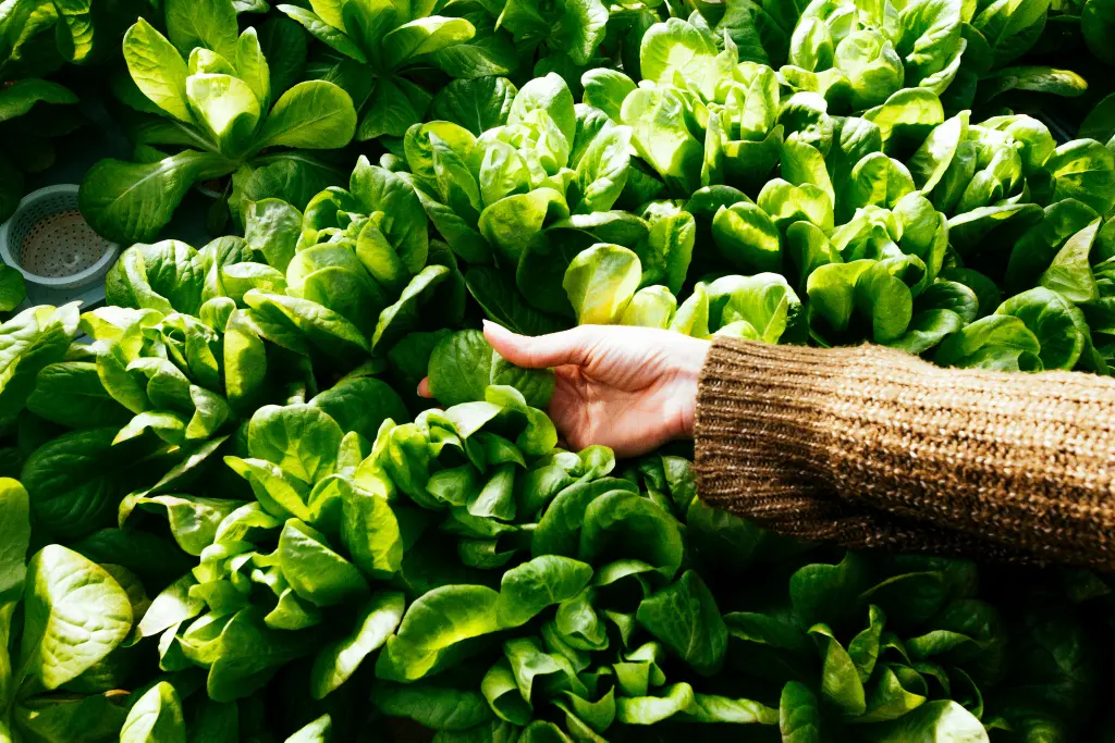 Mano de mujer tocando plantas