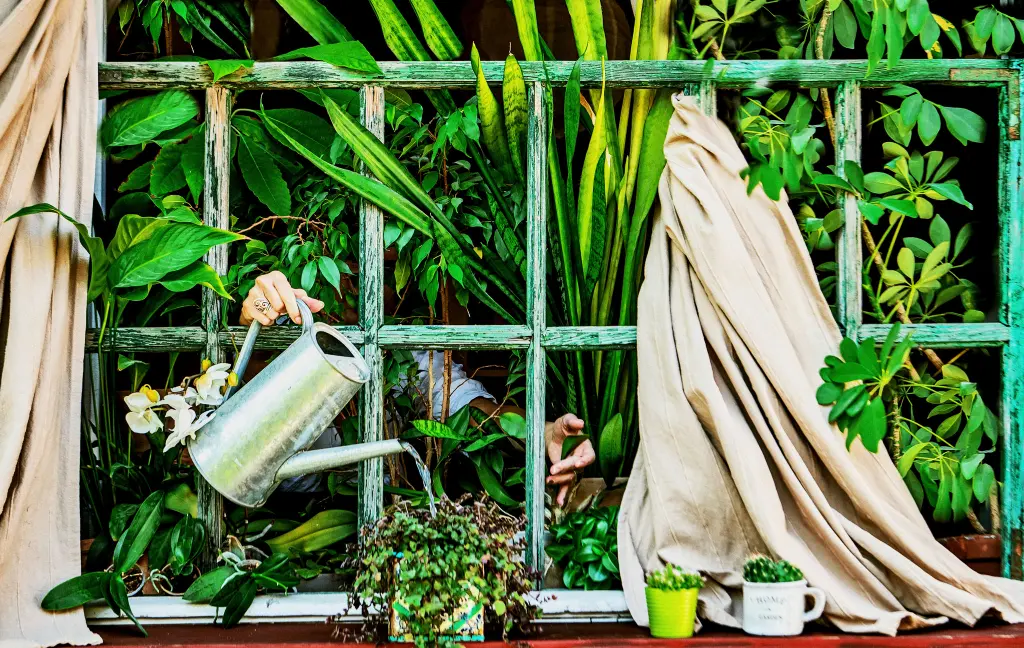 Regado de plantas