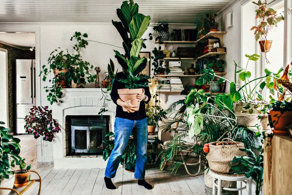 Persona moviendo una planta en una habitación